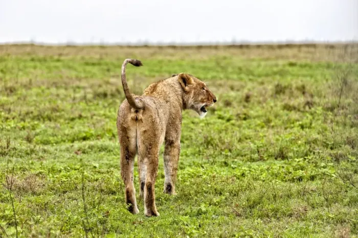 Framed Print : African Lion, Tanzania Framed Print : African Lion, Tanzania