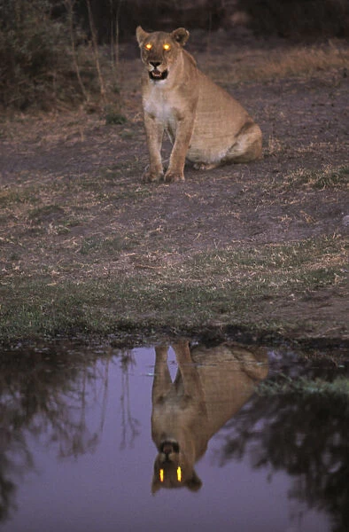 African Lioness (Panthera leo) at dusk reflected in water, Okvango Delta
