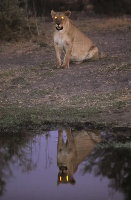 Framed Print : African Lioness (Panthera leo) at dusk reflected in water, Okvango Delta Framed Print : African Lioness (Panthera leo) at dusk reflected in water, Okvango Delta