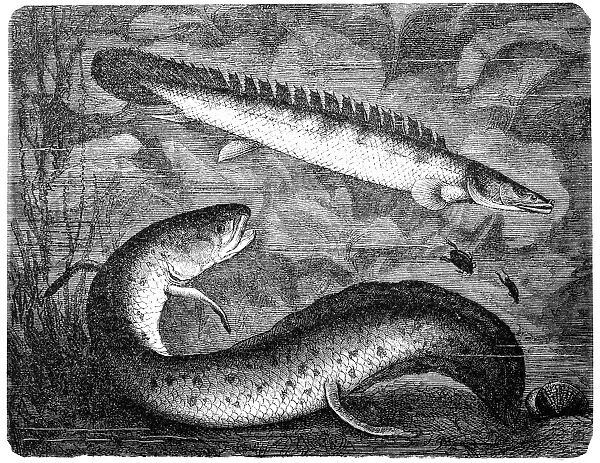 African lungfishes(protopterus annectens) and bichir reedfish
