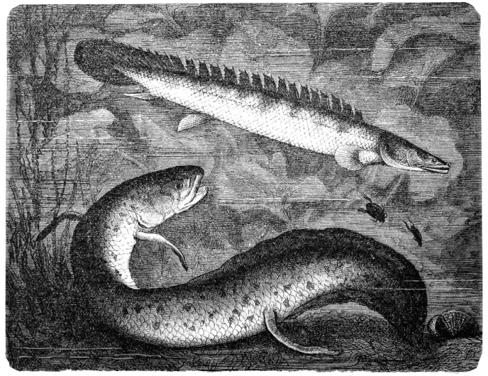 Framed Print : African lungfishes(protopterus annectens) and bichir reedfish Framed Print : African lungfishes(protopterus annectens) and bichir reedfish