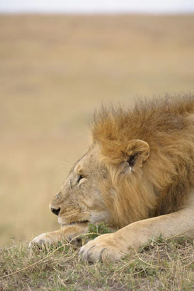 African Male Lion (Panthera leo) looking off into the distance on the plains of the Masai Mara National Reserve, Kenya