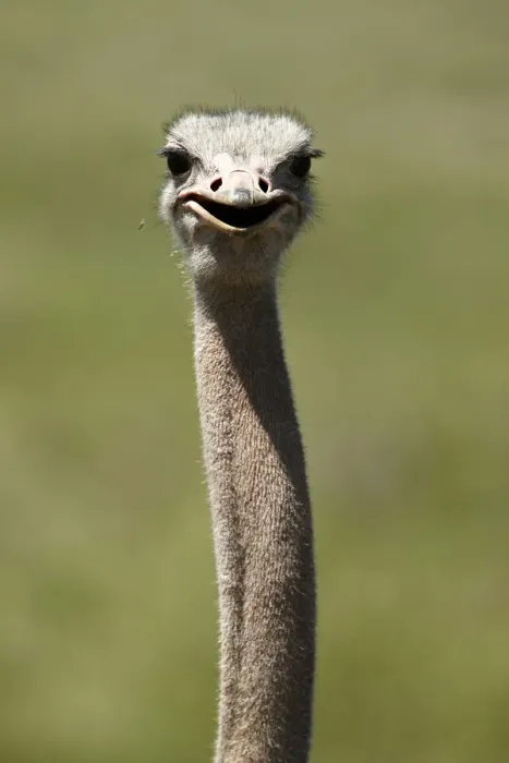 Framed Print : African Ostrich -Struthio camelus-, portrait, Ngorongoro Crater, Ngorongoro Conservation Area, Tanzania, Africa Framed Print : African Ostrich -Struthio camelus-, portrait, Ngorongoro Crater, Ngorongoro Conservation Area, Tanzania, Africa