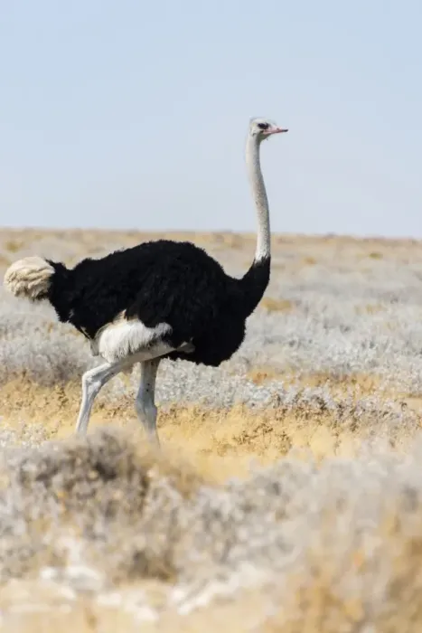 Framed Print : African ostrich -Struthio camelus-, Etosha National Park, Namibia Framed Print : African ostrich -Struthio camelus-, Etosha National Park, Namibia