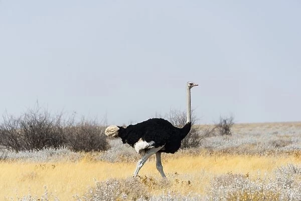 African ostrich -Struthio camelus-, Etosha National Park, Namibia
