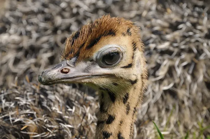 Framed Print : African ostrich (Struthio camelus), chick on an ostrich farm, Thalheim, Oschatz, Saxony, Germany, Europe Framed Print : African ostrich (Struthio camelus), chick on an ostrich farm, Thalheim, Oschatz, Saxony, Germany, Europe