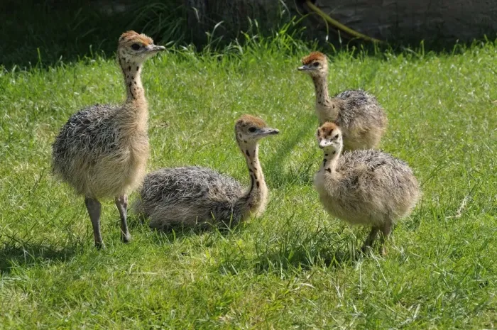 Framed Print : African ostrich (Struthio camelus), chicks on an ostrich farm, Thalheim, Oschatz, Saxony, Germany, Europe Framed Print : African ostrich (Struthio camelus), chicks on an ostrich farm, Thalheim, Oschatz, Saxony, Germany, Europe