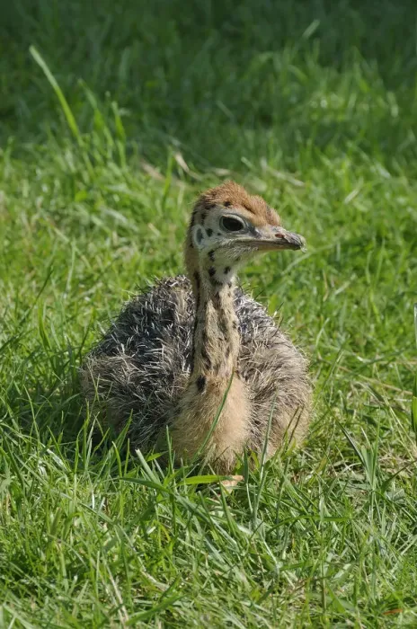 Framed Print : African ostrich (Struthio camelus), chick on an ostrich farm, Thalheim, Oschatz, Saxony, Germany, Europe Framed Print : African ostrich (Struthio camelus), chick on an ostrich farm, Thalheim, Oschatz, Saxony, Germany, Europe