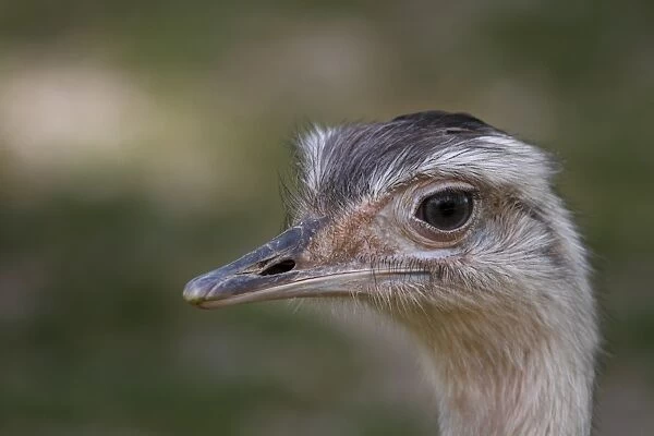 African Ostrich -Struthio camelus-, head