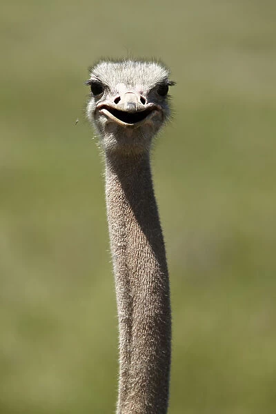 African Ostrich -Struthio camelus-, portrait, Ngorongoro Crater, Ngorongoro Conservation Area, Tanzania, Africa