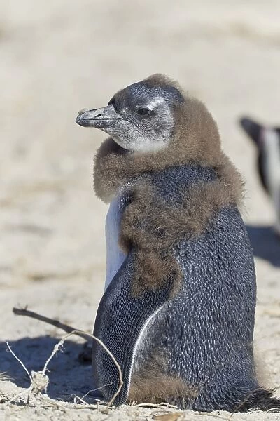 African penguin or Black-footed penguin -Spheniscus demersus-, chick, at the Boulders Colony, Cape Town, South Africa