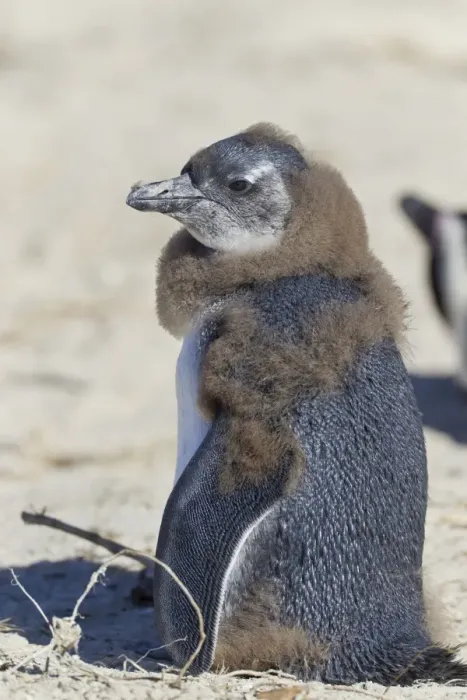 Framed Print : African penguin or Black-footed penguin -Spheniscus demersus-, chick, at the Boulders Colony, Cape Town, South Africa