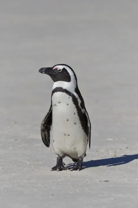 Framed Print : African penguin or Black-footed penguin -Spheniscus demersus- at the Boulders Colony, Cape Town, South Africa