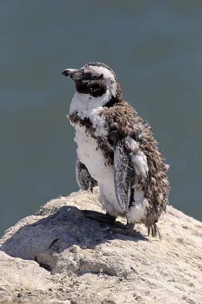 African Penguin or Jackass Penguin -Spheniscus demersus-, adult on rock, moulting, Bettys Bay, Western Cape, South Africa