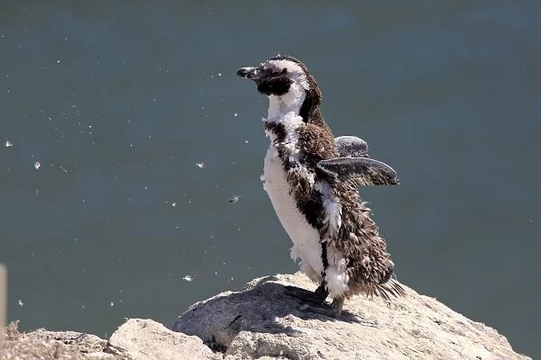 African Penguin or Jackass Penguin -Spheniscus demersus-, adult on rock, moulting, Bettys Bay, Western Cape, South Africa