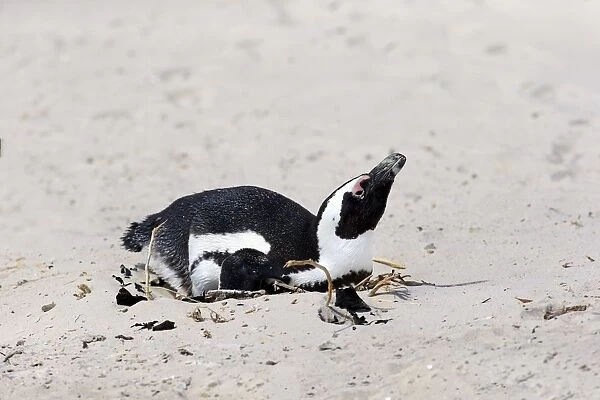 African Penguin or Jackass Penguin -Spheniscus demersus-, adult incubating eggs, Boulders Beach, Simons Town, Western Cape, South Africa