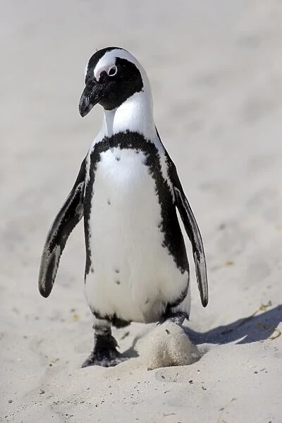 African Penguin or Jackass Penguin -Spheniscus demersus-, adult on the beach in the breeding area, Boulders Beach, Simons Town, Western Cape, South Africa
