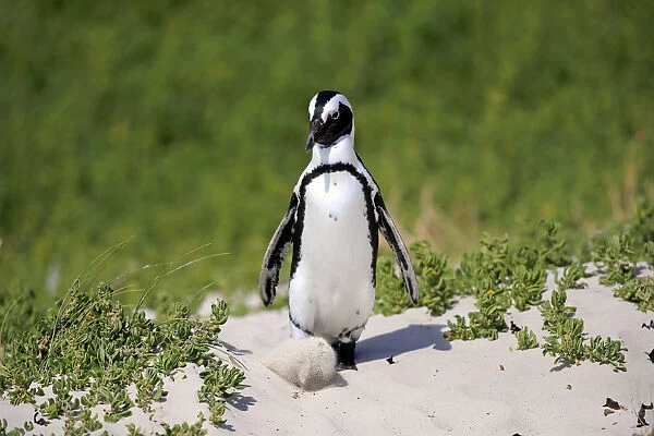 African Penguin or Jackass Penguin -Spheniscus demersus-, adult in the breeding area, Boulders Beach, Simons Town, Western Cape, South Africa