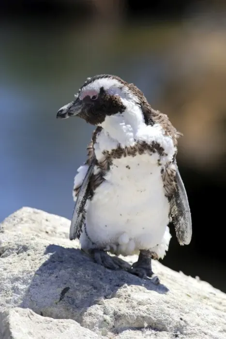 Framed Print : African Penguin or Jackass Penguin -Spheniscus demersus-, adult on rock, moulting, Bettys Bay, Western Cape, South Africa