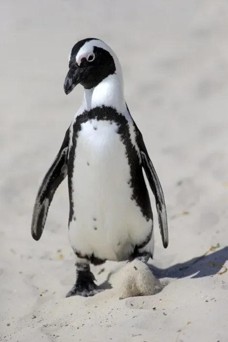 Framed Print : African Penguin or Jackass Penguin -Spheniscus demersus-, adult on the beach in the breeding area, Boulders Beach, Simons Town, Western Cape, South Africa