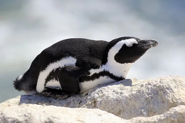 African Penguin -Spheniscus demersus-, adult resting on rock, Bettys Bay, Western Cape, South Africa