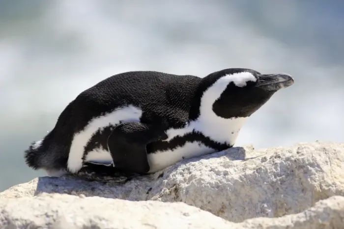 Framed Print : African Penguin -Spheniscus demersus-, adult resting on rock, Bettys Bay, Western Cape, South Africa Framed Print : African Penguin -Spheniscus demersus-, adult resting on rock, Bettys Bay, Western Cape, South Africa