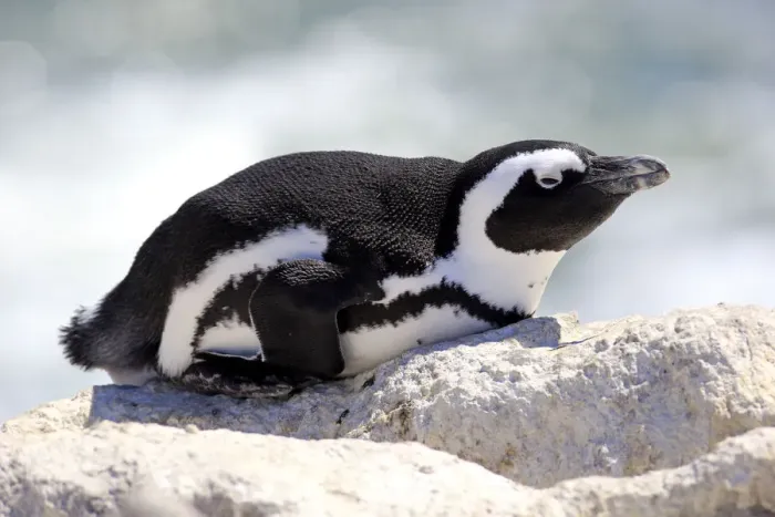 Framed Print : African Penguin -Spheniscus demersus-, adult resting on rock, Bettys Bay, Western Cape, South Africa Framed Print : African Penguin -Spheniscus demersus-, adult resting on rock, Bettys Bay, Western Cape, South Africa
