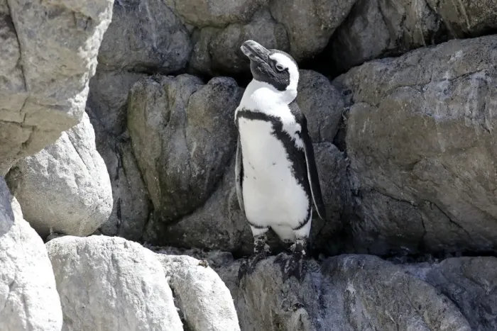 Framed Print : African Penguin -Spheniscus demersus-, adult, rock, Bettys Bay, Western Cape, South Africa Framed Print : African Penguin -Spheniscus demersus-, adult, rock, Bettys Bay, Western Cape, South Africa