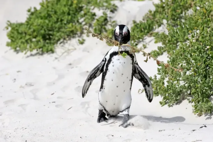 Framed Print : African Penguin -Spheniscus demersus-, adult, running on the beach, Boulders Beach, Simons Town, Western Cape, South Africa Framed Print : African Penguin -Spheniscus demersus-, adult, running on the beach, Boulders Beach, Simons Town, Western Cape, South Africa