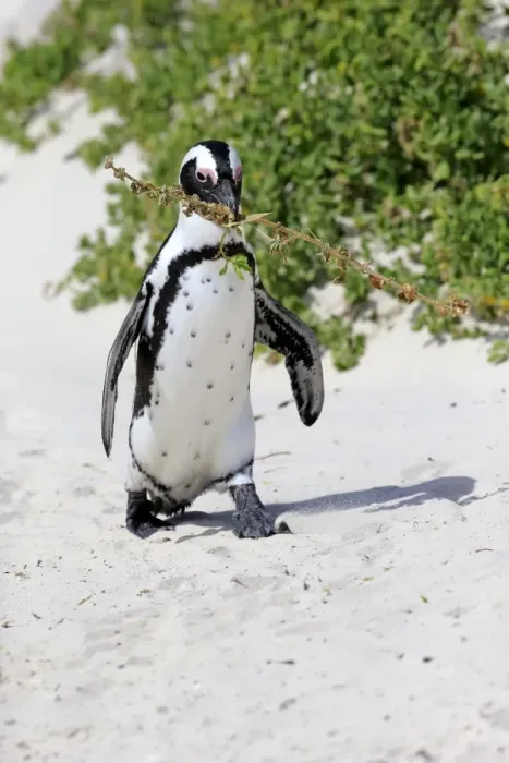 Framed Print : African Penguin -Spheniscus demersus-, adult, running on the beach, Boulders Beach, Simons Town, Western Cape, South Africa