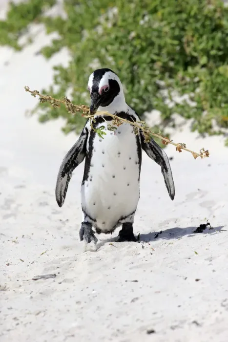 Framed Print : African Penguin -Spheniscus demersus-, adult, running on the beach, Boulders Beach, Simons Town, Western Cape, South Africa Framed Print : African Penguin -Spheniscus demersus-, adult, running on the beach, Boulders Beach, Simons Town, Western Cape, South Africa