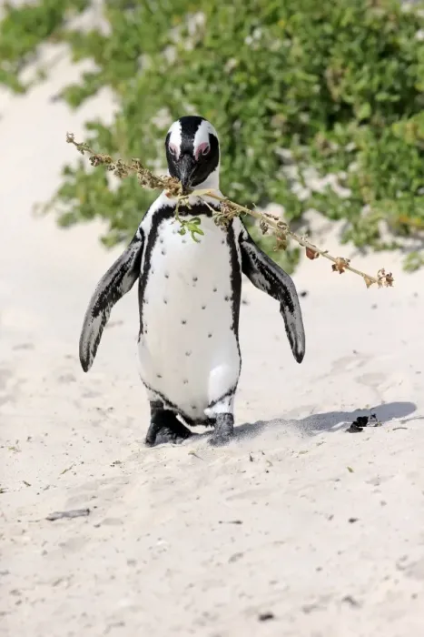 Framed Print : African Penguin -Spheniscus demersus-, adult, running on the beach, Boulders Beach, Simons Town, Western Cape, South Africa Framed Print : African Penguin -Spheniscus demersus-, adult, running on the beach, Boulders Beach, Simons Town, Western Cape, South Africa