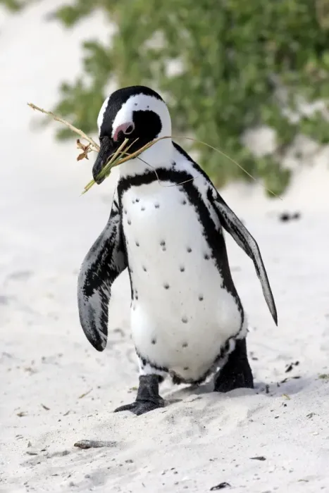 Framed Print : African Penguin -Spheniscus demersus-, adult, running on the beach, Boulders Beach, Simons Town, Western Cape, South Africa Framed Print : African Penguin -Spheniscus demersus-, adult, running on the beach, Boulders Beach, Simons Town, Western Cape, South Africa