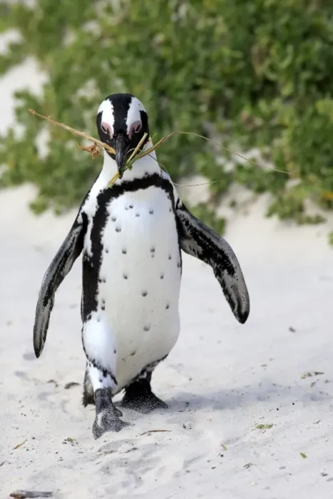 Framed Print : African Penguin -Spheniscus demersus-, adult, running on the beach, Boulders Beach, Simons Town, Western Cape, South Africa Framed Print : African Penguin -Spheniscus demersus-, adult, running on the beach, Boulders Beach, Simons Town, Western Cape, South Africa