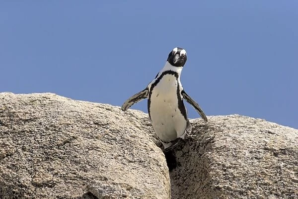 African Penguin -Spheniscus demersus-, adult on rock, Boulders Beach, Simons Town, Western Cape, South Africa