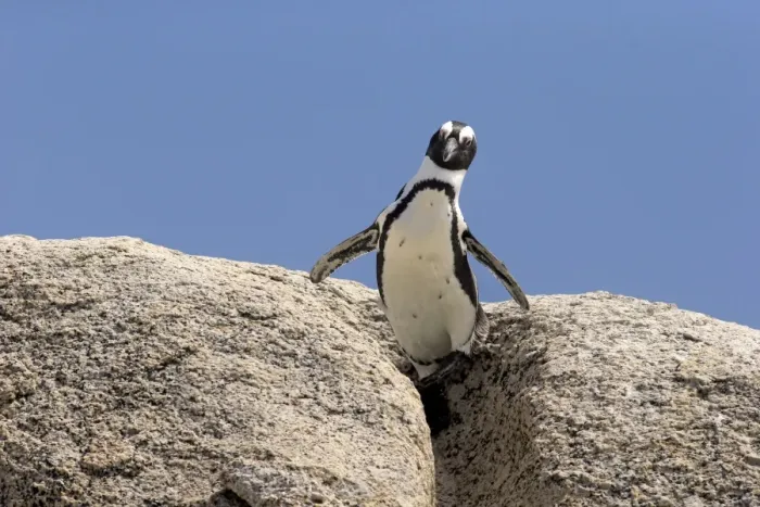 Framed Print : African Penguin -Spheniscus demersus-, adult on rock, Boulders Beach, Simons Town, Western Cape, South Africa Framed Print : African Penguin -Spheniscus demersus-, adult on rock, Boulders Beach, Simons Town, Western Cape, South Africa