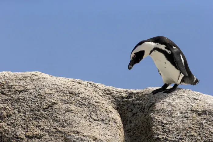 Framed Print : African Penguin -Spheniscus demersus-, adult on rock, Boulders Beach, Simons Town, Western Cape, South Africa Framed Print : African Penguin -Spheniscus demersus-, adult on rock, Boulders Beach, Simons Town, Western Cape, South Africa