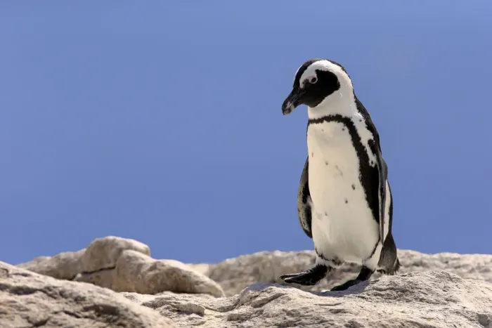 Framed Print : African Penguin -Spheniscus demersus-, adult on rock, Boulders Beach, Simons Town, Western Cape, South Africa Framed Print : African Penguin -Spheniscus demersus-, adult on rock, Boulders Beach, Simons Town, Western Cape, South Africa