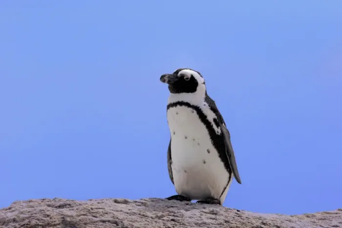 Framed Print : African Penguin -Spheniscus demersus-, adult on rock, Boulders Beach, Simons Town, Western Cape, South Africa Framed Print : African Penguin -Spheniscus demersus-, adult on rock, Boulders Beach, Simons Town, Western Cape, South Africa