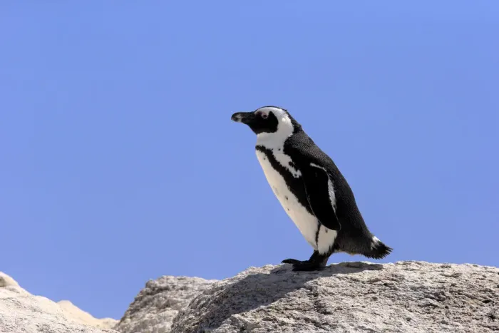 Framed Print : African Penguin -Spheniscus demersus-, adult on rock, Boulders Beach, Simons Town, Western Cape, South Africa Framed Print : African Penguin -Spheniscus demersus-, adult on rock, Boulders Beach, Simons Town, Western Cape, South Africa