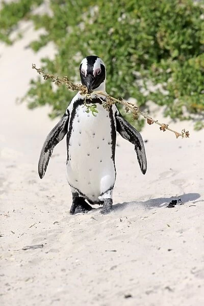 African Penguin -Spheniscus demersus-, adult, running on the beach, Boulders Beach, Simons Town, Western Cape, South Africa