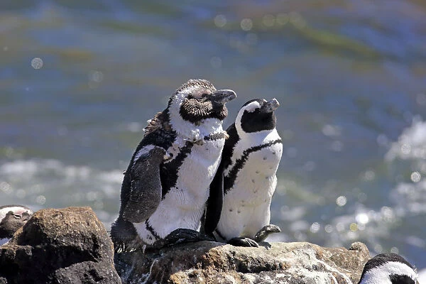 African Penguins or Jackass Penguins -Spheniscus demersus-, pair on rocks, Bettys Bay, Western Cape, South Africa