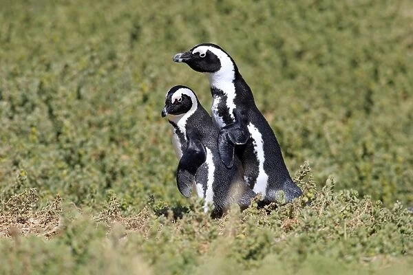 African Penguins or Jackass Penguins -Spheniscus demersus-, pair, Boulders Beach, Simons Town, Western Cape, South Africa