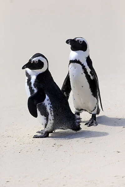 African Penguins or Jackass Penguins -Spheniscus demersus-, pair on the beach, Boulders Beach, Simons Town, Western Cape, South Africa