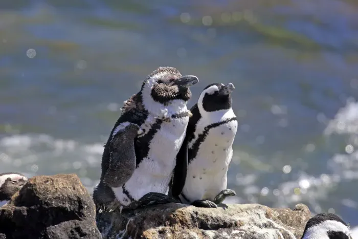 Framed Print : African Penguins or Jackass Penguins -Spheniscus demersus-, pair on rocks, Bettys Bay, Western Cape, South Africa