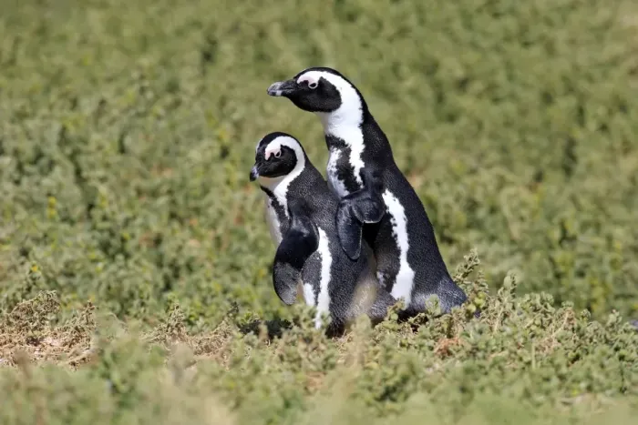 Framed Print : African Penguins or Jackass Penguins -Spheniscus demersus-, pair, Boulders Beach, Simons Town, Western Cape, South Africa
