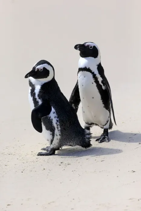 Framed Print : African Penguins or Jackass Penguins -Spheniscus demersus-, pair on the beach, Boulders Beach, Simons Town, Western Cape, South Africa Framed Print : African Penguins or Jackass Penguins -Spheniscus demersus-, pair on the beach, Boulders Beach, Simons Town, Western Cape, South Africa
