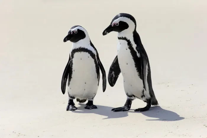Framed Print : African Penguins or Jackass Penguins -Spheniscus demersus-, pair on the beach, Boulders Beach, Simons Town, Western Cape, South Africa Framed Print : African Penguins or Jackass Penguins -Spheniscus demersus-, pair on the beach, Boulders Beach, Simons Town, Western Cape, South Africa