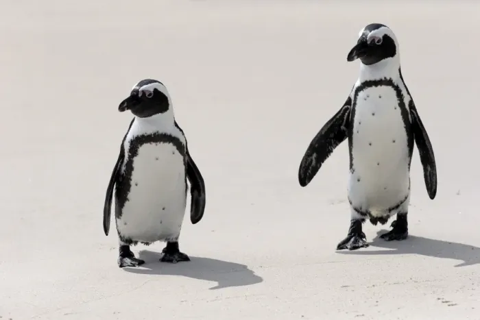 Framed Print : African Penguins or Jackass Penguins -Spheniscus demersus-, pair on the beach, Boulders Beach, Simons Town, Western Cape, South Africa Framed Print : African Penguins or Jackass Penguins -Spheniscus demersus-, pair on the beach, Boulders Beach, Simons Town, Western Cape, South Africa