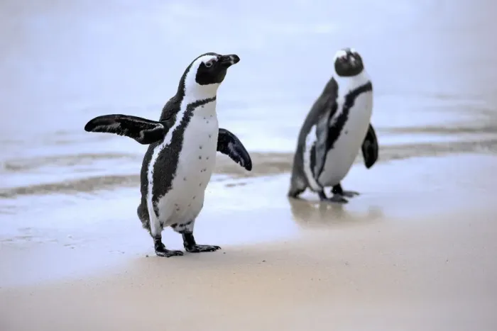 Framed Print : African Penguins or Jackass Penguins -Spheniscus demersus-, pair on the beach, Boulders Beach, Simons Town, Western Cape, South Africa Framed Print : African Penguins or Jackass Penguins -Spheniscus demersus-, pair on the beach, Boulders Beach, Simons Town, Western Cape, South Africa